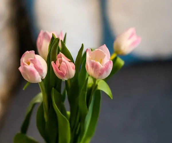 No.5 Luxury شقة سبليت