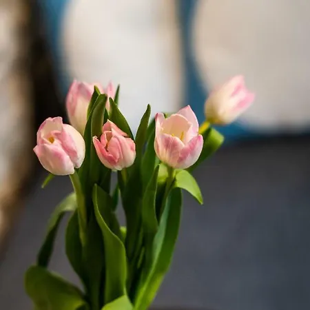 No.5 Luxury Apartment Split